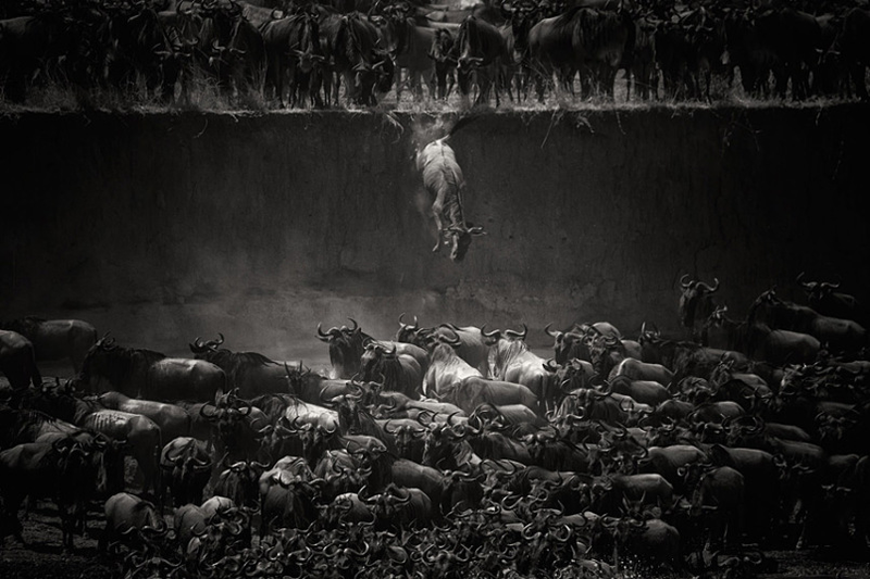 Illustration for article titled The Winning Images From National Geographic's 2014 Photo Contest